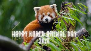 Compassion for animals is intimately connected with goodness of character, and it may be confidently asserted that he who is cruel to. World Animal Day 2020 Quotes Greetings And Images To Send Your Loved Ones