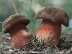 Resultado de imagem para boletus erythropus