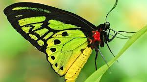 Yellow and Green Butterfly HD Wallpaper ...