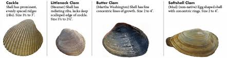 Clam Crab Identification Oregon Fishing Regulations