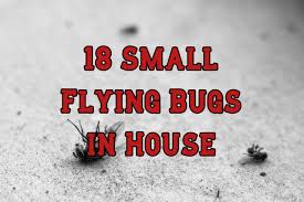 18 small flying bugs in house and how