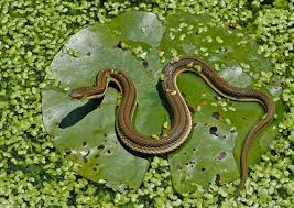 Garter snakes, also known as garden snakes or gardner snakes, are common across north america from canada to florida. Maryland Snakes