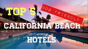 top 5 best dog friendly beach hotels in
