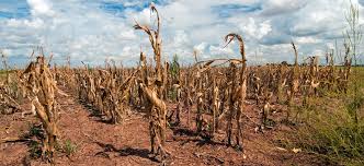 Image result for drought photos