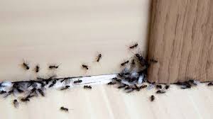 kill ants with borax