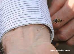 No one wants to get stung by a bee, but being outdoors means that you might run into one. Can A Bee Unscrew The Sting Bug Squad Anr Blogs