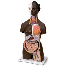 The torso or trunk is an anatomical term for the central part, or core, of many animal bodies (including humans) from which extend the neck and limbs. E8r06859 Human Torso Model Dual Sex Findel International