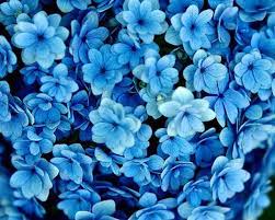 Blue Aesthetic Flower Computer ...