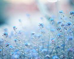 Blue Flower Tumblr Wallpapers - Top ...