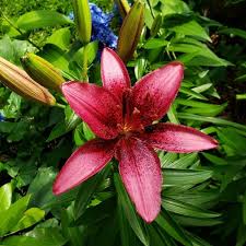 Top 21 Ornamental Plants To Grow In