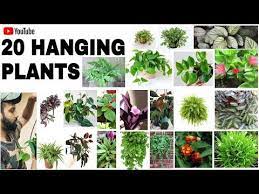 Hanging Plants With Names In Malayalam