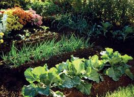 grow your best fall garden vegetables
