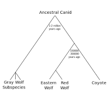 Red Wolf Wikipedia
