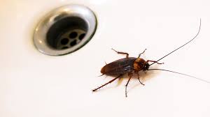 how to get rid of bathroom bugs