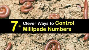Avoid Attracting Millipedes What You