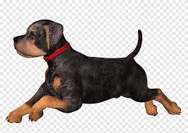 rottweiler dachshund puppy free high