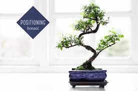 Bonsai Tree Care For Beginners Ftd Com