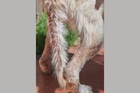 hair loss on a dog s tail 10 causes