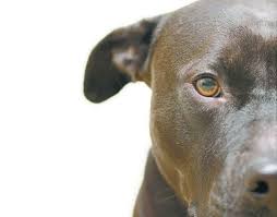 Is a not for profit irs designated public charity under section 501(c)(3) headquartered in orlando, fl. Pit Bull Debate Crackdown Ban Or Nothing Baltimore Sun