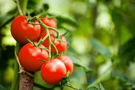 10 best tomato fertilizers to grow more