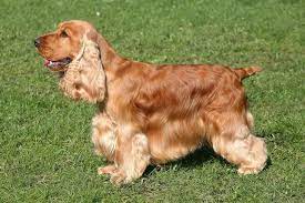 Cavalierhealth.org offers factual information on the cavalier king charles spaniel, including the genetic health disorders afflicting the breed. English Cocker Spaniel Dog Breed Information