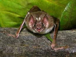 vire bats are out for blood here s