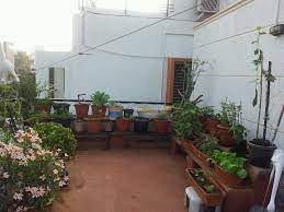 terrace gardening indian homes