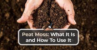 peat moss what it is and how to use it