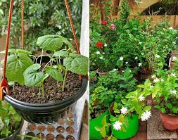 Apartment Container Gardening In India