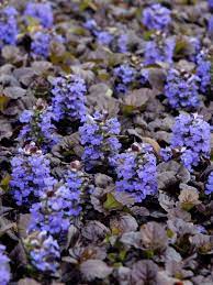 bugleweed a perennial groundcover that