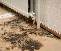 10 Early Signs Of Mold In Your House