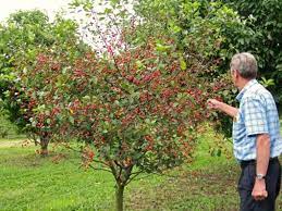 All About Dwarf Fruit Trees Stark Bro S