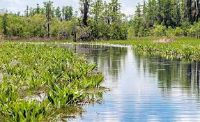 okefenokee sw a nature filled day