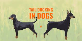 tail docking in dogs guide safety