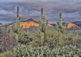 Although the flowers are still blooming on this plant, others already have fruit. Cactus Thieves Plague Arizona S Deserts By Raisa Nastukova Climate Conscious Medium
