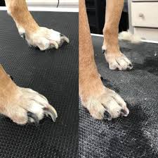 how short should a dog s nails be cut