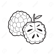 Download high quality clip art of custard apple from our collection of 65,000,000 clip art graphics. Custard Apple Royalty Free Cliparts Vectors And Stock Illustration Image 53647787