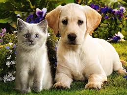 puppy puppies and kittens hd wallpaper