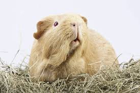 why do guinea pigs waste their hay