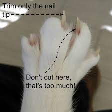to trim your cat s nails without stress