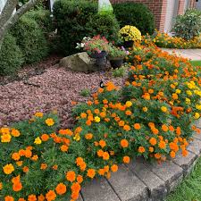 Marigolds No Green Thumb Required