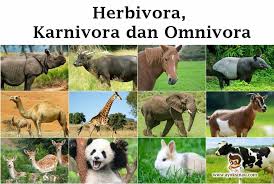 Bumi ini tidak hanya dihuni oleh manusia, tetapi ada juga makhluk hidup lainnya seperti hewan dan tumbuhan. Herbivora Karnivora Omnivora Pengertian Ciri Dan Contoh