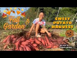 Fall Garden Sweet Potato Harvest