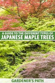 anese maple types