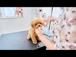 toy poodle トイプードル you