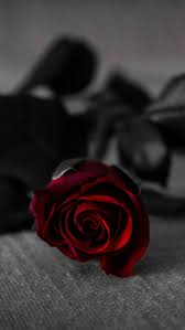 red rose flower with black leaf red