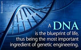 of genetic engineering in humans