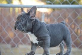 French bulldog puppies and dogs for sale, local or nationwide. View Ad French Bulldog Puppy For Sale Near California Riverside Usa Adn 18019