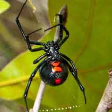 common florida spiders dangerous or