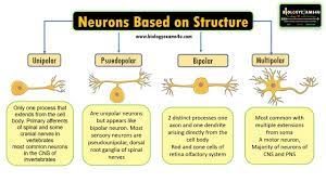 neuron based on structure unipolar